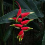 Pendant lobster claw plant at Hong Kong Park 