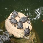 Turtles in koi pond at Hong Kong Park