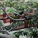 Hong Kong Park aviary