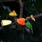Hong Kong Park aviary
