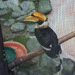 Hong Kong Park aviary