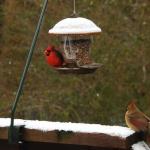 Cardinals and sparrows visit our feeder after overnight dusting of snow