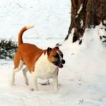 Molly, our 8 yo boxer beagle mix