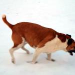 Molly