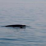 Minke whale