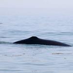 Mnike whale with damaged dorsal fin