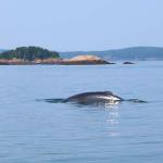 Minke whale surfaces near St. Andrews by the Sea, New Brunswick
