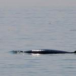 Minke whale surfaces off coast at St. Andrews by the Sea, New Brunswick during Island Quest Whale Cruise