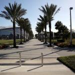 Palm tree lined sidewalk on Embry-Riddle campus