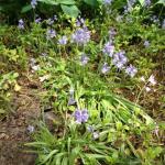 Blue flowers at Niagara Falls park