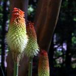 Red hot pokers transplanted from Rock Rose Road house in Bristol, Tennessee