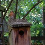 Mother bluebird surveys backyard from top of birdhouse where she has a nest