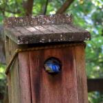 Mother bluebird takes a look inside at her nest and eggs