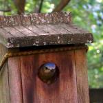 Mother bluebird peeks outside from her birdhouse