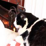 Caldwells' cat, Ringo