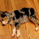 Exhausted puppy, Barley