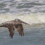 Low flying pelican at Daytona Beach as photographed using 2x teleconverter lens with Canon 70-200 lens