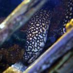 Moray eel