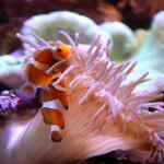 Clownfish