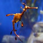 Weedy seadragon