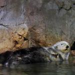 Otter