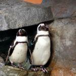 Penquins