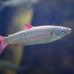 Pink tailed chalceus