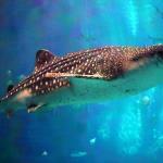Whale shark at Georgia Aquarium 