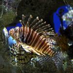 Red lionfish