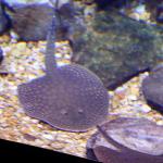 Freshwater stingray