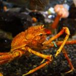 Japanese giant spider crab
