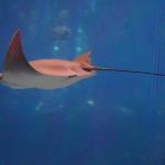 Eagle ray in large saltwater tank at Georgia Aquarium