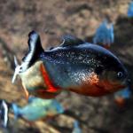 Red piranha