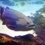 Giant grouper in large saltwater tank at Georgia Aquarium
