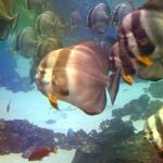 School of longfin bat fish in large saltwater tank at Georgia Aquarium