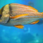 Porkfish in large saltwater tank at Georgia Aquarium