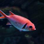 Blackbar soldierfish