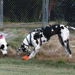 Molly's dog friends Eva (left) and Ellie playing on Henderson Park field
