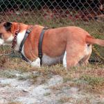 Molly watches the other dogs