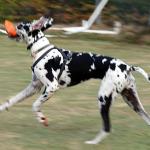 Ellie the great Dane with her ears flying