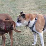 Lady greets Molly