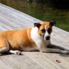 Molly on Gignilliats' dock at Lake Burton, September 7, 2014