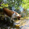 Molly cautiously steps in Lake Burton water