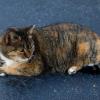 Dillard House cat