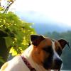 Molly enjoys early morning sun on dock at Lake Burton, September 7, 2014