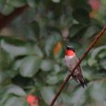 Male ruby throated hummingbird standing guard over "his" feeder from our nearby crepe myrtle