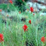 Indian paintbrush growing at Capitol Reef National Park