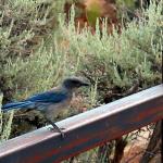 Western scrub jay at Natural Bridges National Monument visitor center