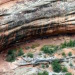 Horse Collar ruins of cliff dwellings at Natural Bridges National Monument