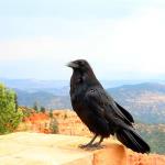 Chief of Crow Nation at Bryce Canyon NP